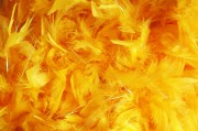 夢(mèng)中的蛇與鳥(niǎo)，神秘的象征交織