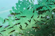 捕魚大師注冊(cè)攻略，輕松成為捕魚高手，暢享歡樂(lè)時(shí)光！捕魚大師注冊(cè)指南，快速晉升捕魚達(dá)人，盡享游戲樂(lè)趣