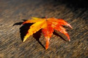 揭秘日本網(wǎng)站流量查詢網(wǎng)站，助力企業(yè)精準(zhǔn)洞察市場(chǎng)動(dòng)態(tài)，深度解析，日本網(wǎng)站流量查詢工具，助力企業(yè)洞悉市場(chǎng)脈搏，深度解析，日本網(wǎng)站流量查詢工具，助企業(yè)精準(zhǔn)把握市場(chǎng)脈搏