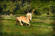 荒野之息馬匹注冊全攻略，解鎖馬匹自由馳騁的秘密，荒野之息馬匹注冊全解密，駕馭自由馳騁的駿馬之道