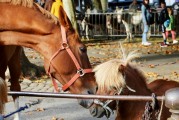 夢中奇遇，與各種動物共舞，夢中奇遇，與各種動物共舞