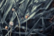 夢(mèng)中蜂影，一場(chǎng)與蜜蜂的奇妙邂逅