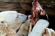 動物免費游戲，讓生活更加有趣的游戲體驗，動物免費游戲，讓你的生活更加有趣的選擇