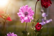 2023年度網(wǎng)上訂花網(wǎng)站排名，品味生活，從一束花開始，2023年網(wǎng)上訂花網(wǎng)站排行，開啟美好生活，從一束花啟程