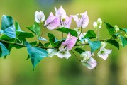 夢中桐樹花開，寓意何在？