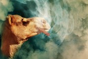 解析夢(mèng)境中老鼠咬人的象征意義