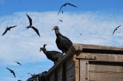 夢(mèng)中飛翔的鳥(niǎo)影——一次奇妙的夢(mèng)境之旅，夢(mèng)中飛翔的鳥(niǎo)影，奇妙的夢(mèng)境之旅