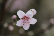 夢中的荔枝之韻，夢回荔枝之韻
