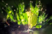 燕子翩飛入夢來——家中的溫馨與希望，燕子翩飛入夢來，家中的溫馨與希望