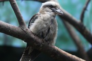 知鳥app下載安裝_知鳥官網下載安裝