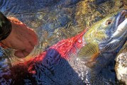夢(mèng)中魚影——釣魚魚跑的遐想，夢(mèng)中魚影，釣魚與逃脫的遐想