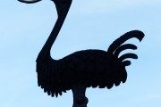 夢(mèng)到死貓的寓意與解讀，夢(mèng)到死貓的寓意與解析