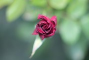 夢中見證友情之花——我的朋友結婚之夢，夢中見證友情之花，我的朋友婚禮之夢