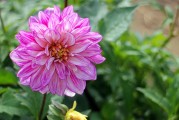 夢(mèng)中花開花落，探尋心靈之境
