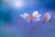 夢(mèng)境中的月經(jīng)之謎，一次心靈與生理的交織體驗(yàn)，夢(mèng)境中的月經(jīng)之謎，心靈與生理的交織體驗(yàn)