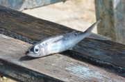 懷孕夢(mèng)到好多魚的寓意與解讀，懷孕夢(mèng)到好多魚的寓意與解析
