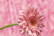 花花姑娘游戲免費下載，花花姑娘，全平臺無限制游戲免費下載
