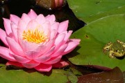 夢(mèng)中的神秘使者——青蛙的寓意，夢(mèng)中的神秘使者，青蛙的寓意