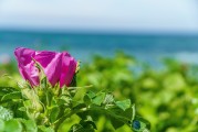 夢中淚落，情感之海