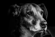 夢(mèng)中犬語，解讀夢(mèng)到許多狗的奧秘
