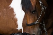 小馬游戲大全，下載、體驗全境，暢玩小馬游戲，全部游戲的下載與體驗指南