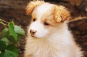 犬舍注冊全攻略，流程、注意事項及必備材料，一站式指南，犬舍注冊全解析