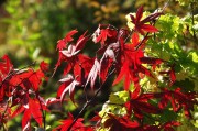 紅衣之夢，一場色彩斑斕的夢境探索，紅衣之夢，色彩斑斕的夢境探索
