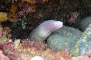 夢里夢到蛇，探索夢境中的神秘生物，夢里神秘生物，蛇的探索