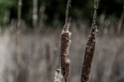 夢中折枝，探尋心靈與自然的微妙聯(lián)系，夢中折枝，心靈與自然的微妙聯(lián)系探索