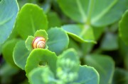 周公解夢(mèng)之夢(mèng)到金魚，周公解夢(mèng)，夢(mèng)到金魚的含義