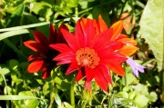 夢(mèng)中花語，解讀夢(mèng)到花的深層含義，夢(mèng)中花語，解讀夢(mèng)到花的深層含義