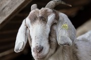 動(dòng)物網(wǎng)頁(yè)游戲_動(dòng)物游戲app