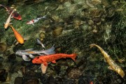 夢(mèng)到魚和水，預(yù)示著什么？，夢(mèng)到魚和水，預(yù)示的寓意與解析
