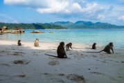 夢境中的猴子之旅，夢境中的猴子之旅之旅的奇幻探索