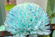 年產(chǎn)值超5000億元！“鮮花經(jīng)濟(jì)”一路生花