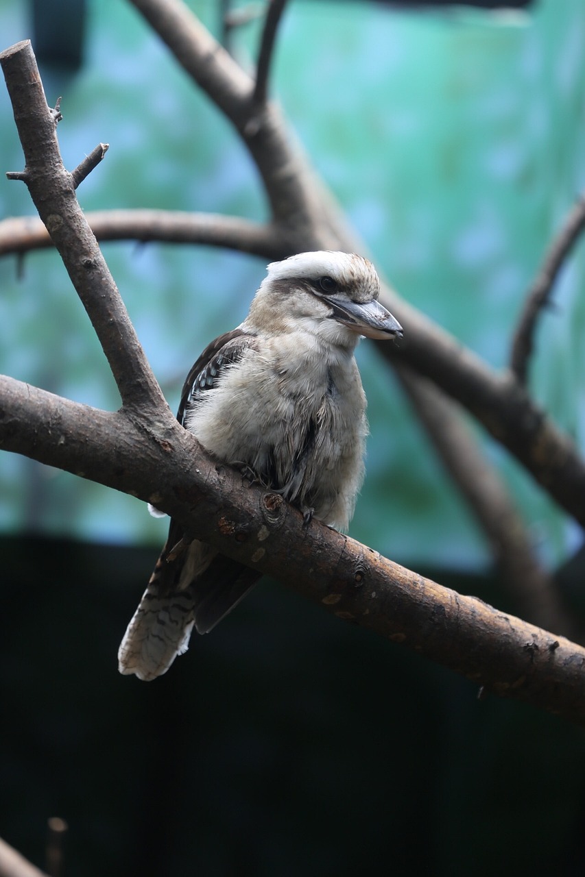 知鳥(niǎo)app下載安裝_知鳥(niǎo)官網(wǎng)下載安裝
