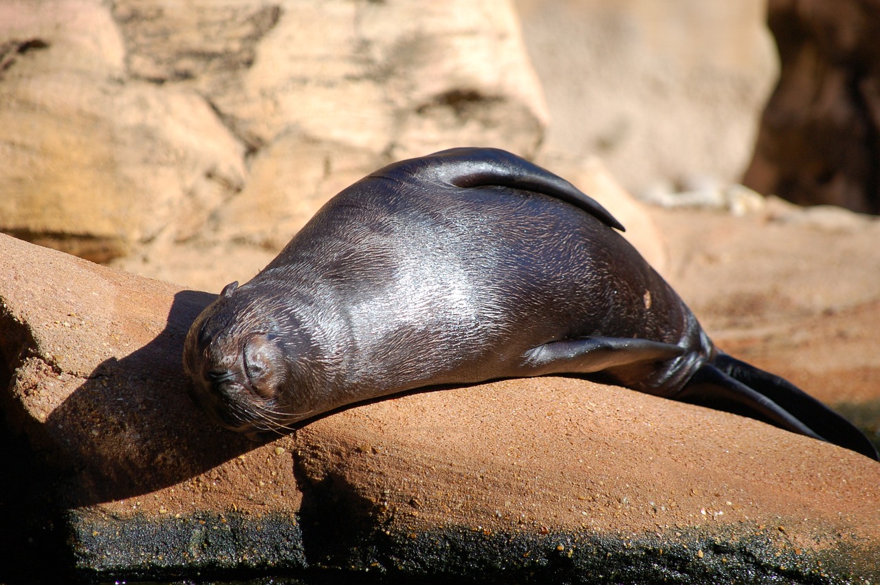 大魚(yú)吃小魚(yú)免費(fèi)版游戲帶你暢游捕魚(yú)海洋