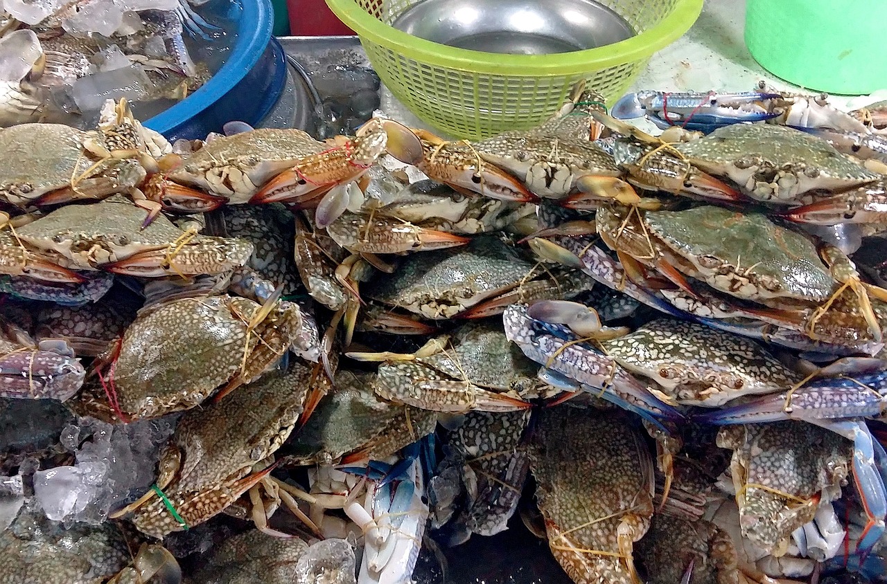 夢中奇遇，螃蟹與魚的共舞
