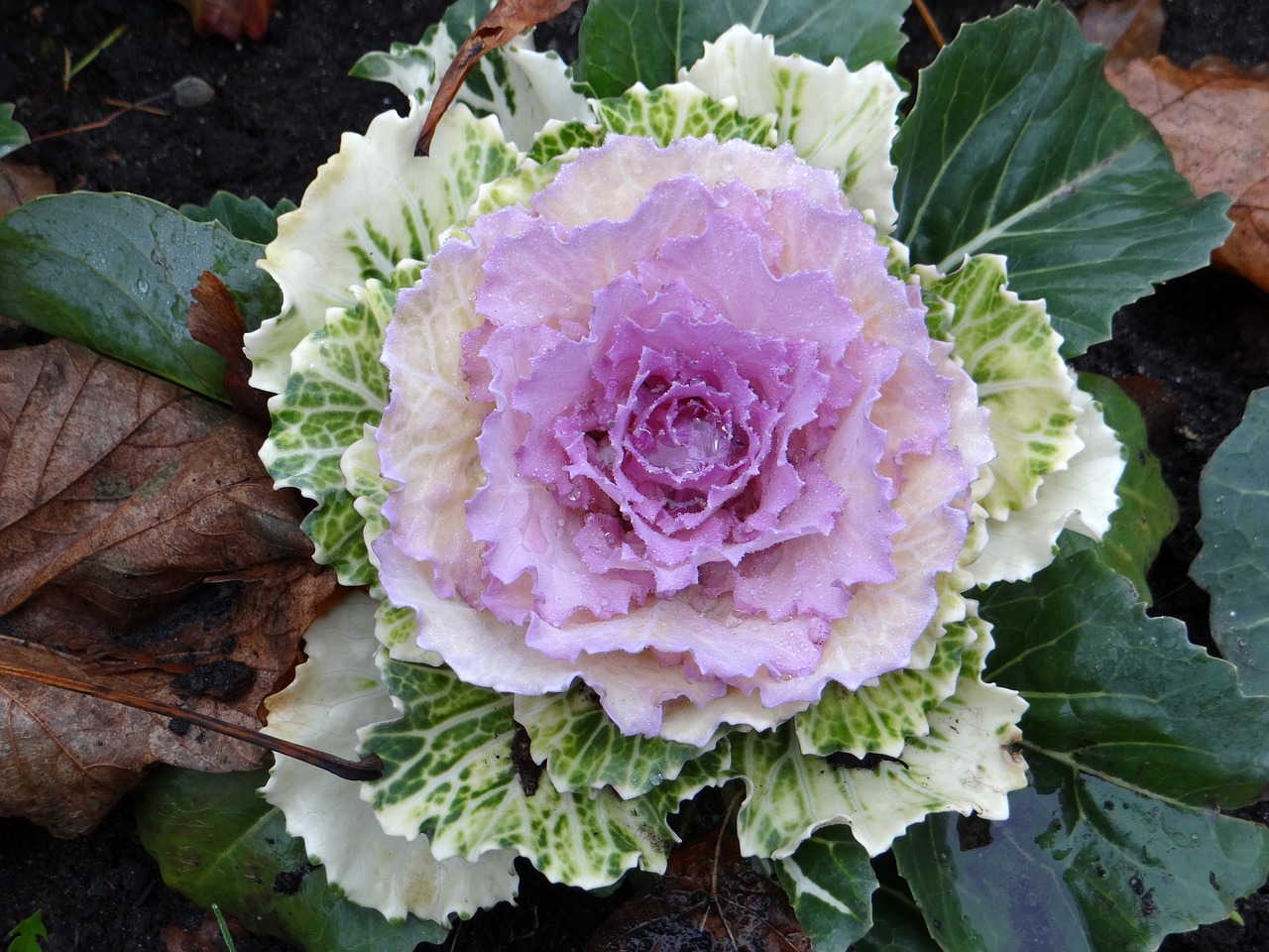 孕婦夢(mèng)到白菜的寓意與解讀