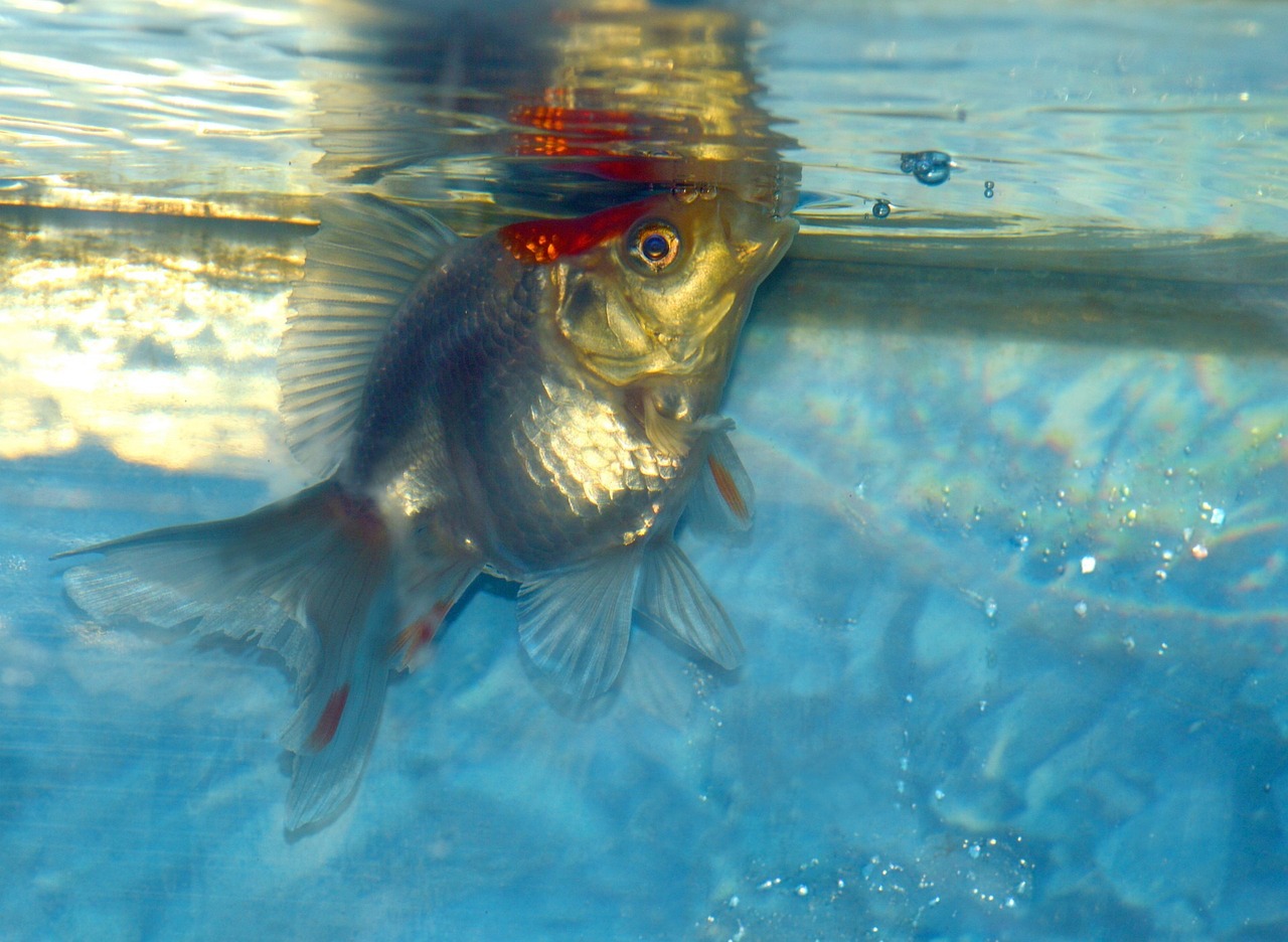 夢(mèng)中魚(yú)缸之魚(yú)，深邃的象征與心靈的啟示