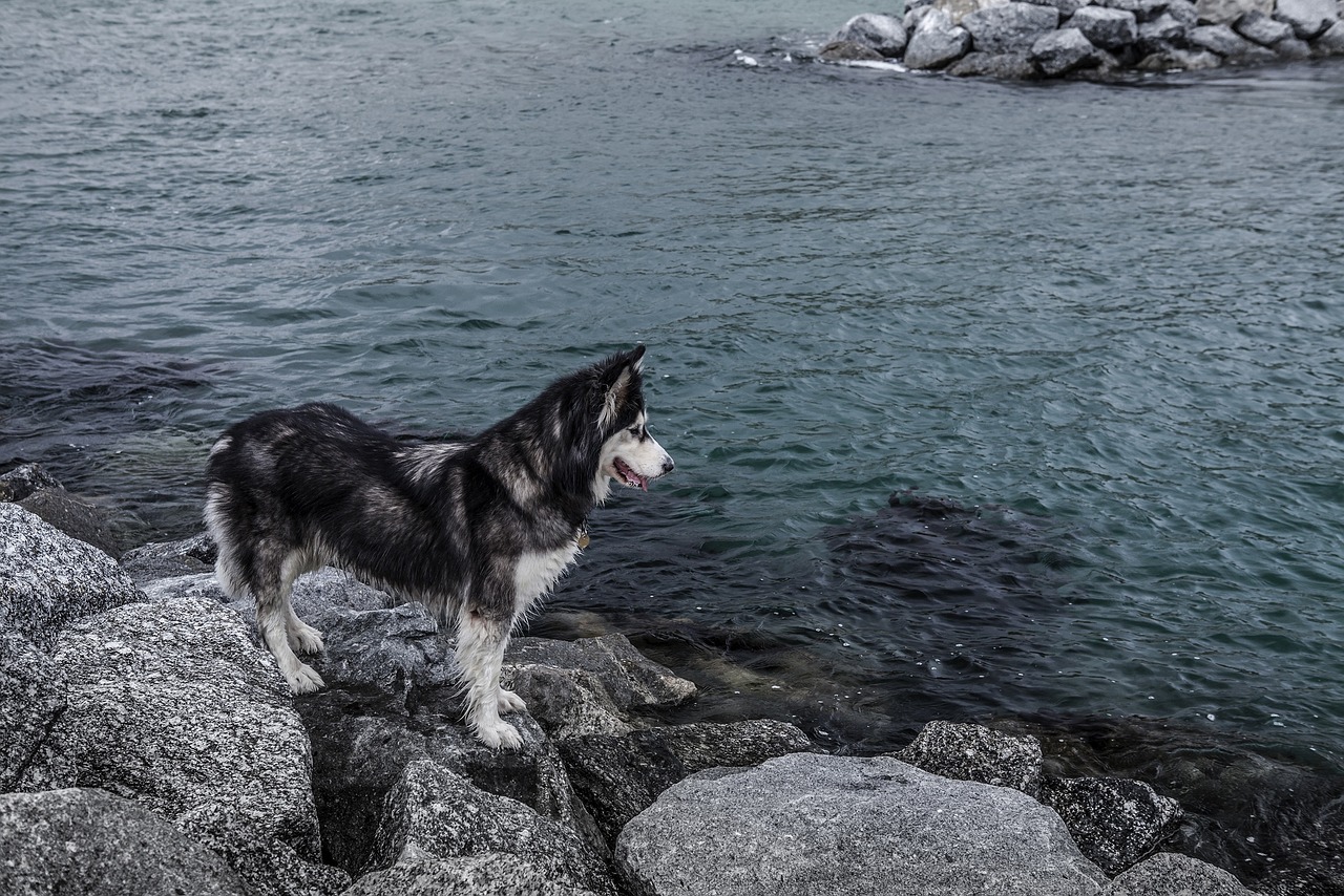 哈士奇作為一種忠誠(chéng)、活潑的犬種，深受人們喜愛。作為一款專門為哈士奇設(shè)計(jì)的網(wǎng)站插件，它不僅能夠幫助用戶更方便地管理和查看哈士奇的相關(guān)信息，還能提高用戶體驗(yàn)。