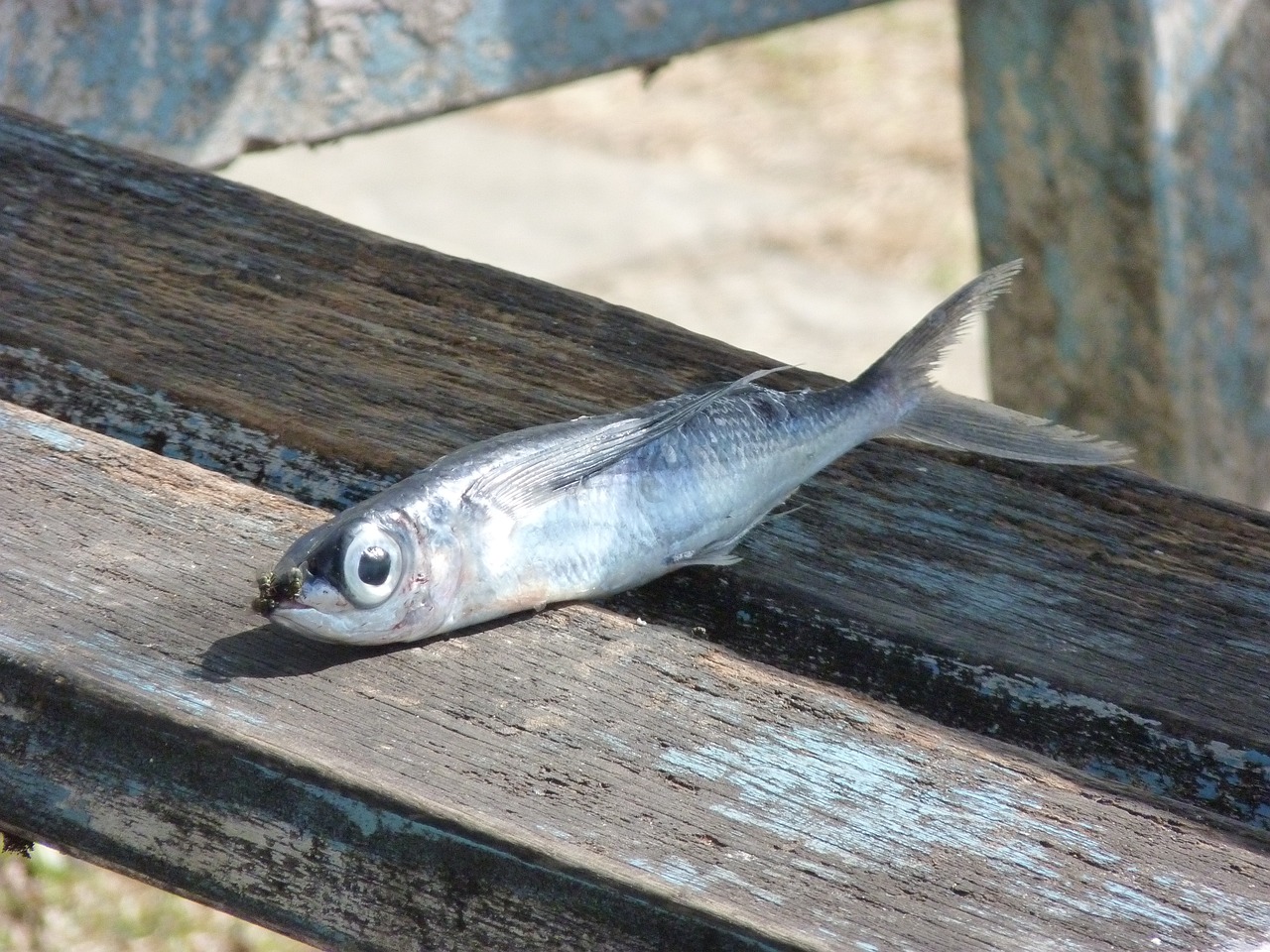 夢到撈魚，寓意與解讀