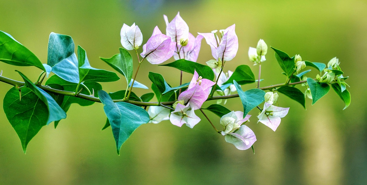 夢(mèng)中桐樹(shù)花開(kāi)，寓意何在？