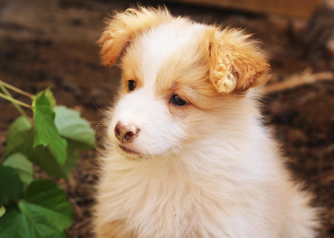 犬舍注冊(cè)全攻略，流程、注意事項(xiàng)及必備材料