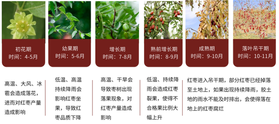 紅棗：宏觀回暖支撐，基本面改善暫有限